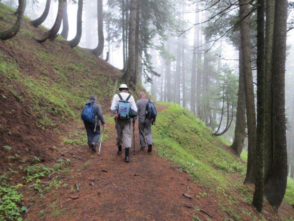 Gulmarg Forest walk, Kashmir